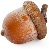 Nut Simulator